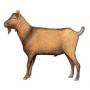 Brown Shorthaired Goat
