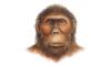 Australopithecus Boisei
