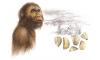Australopithecus Env