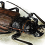 Longhorned beetle